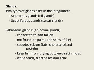 Glands:
Two types of glands exist in the integument.
- Sebaceous glands (oil glands)
- Sudoriferous glands (sweat glands)
Sebaceous glands: (holocrine glands)
- connected to hair follicle
- not found on palms and soles of feet
- secretes sebum (fats, cholesterol and
proteins
- keep hair from drying out, keeps skin moist
- whiteheads, blackheads and acne
 