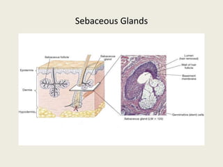Sebaceous Glands
 