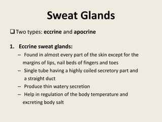 Sweat Glands
Two types: eccrine and apocrine
1. Eccrine sweat glands:
– Found in almost every part of the skin except for the
margins of lips, nail beds of fingers and toes
– Single tube having a highly coiled secretory part and
a straight duct
– Produce thin watery secretion
– Help in regulation of the body temperature and
excreting body salt
 