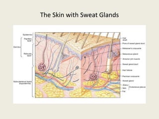 The Skin with Sweat Glands
 