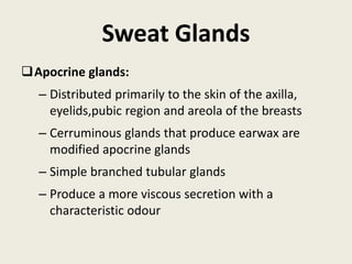 Sweat Glands
Apocrine glands:
– Distributed primarily to the skin of the axilla,
eyelids,pubic region and areola of the breasts
– Cerruminous glands that produce earwax are
modified apocrine glands
– Simple branched tubular glands
– Produce a more viscous secretion with a
characteristic odour
 