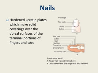 Nails
 Hardened keratin plates
which make solid
coverings over the
dorsal surfaces of the
terminal portions of
fingers and toes
Structure of a nail:
A. Finger nail viewed from above
B. Cross-section of the finger nail and nail bed
 