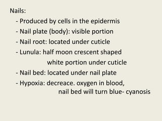 Nails:
- Produced by cells in the epidermis
- Nail plate (body): visible portion
- Nail root: located under cuticle
- Lunula: half moon crescent shaped
white portion under cuticle
- Nail bed: located under nail plate
- Hypoxia: decreace. oxygen in blood,
nail bed will turn blue- cyanosis
 