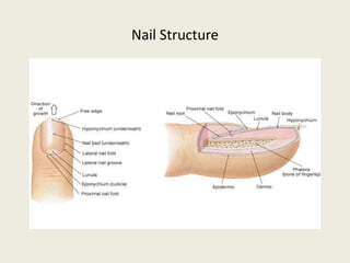 Nail Structure
 