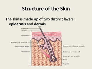 Structure of the Skin
The skin is made up of two distinct layers:
epidermis and dermis
 