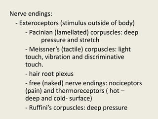 Nerve endings:
- Exteroceptors (stimulus outside of body)
- Pacinian (lamellated) corpuscles: deep
pressure and stretch
- Meissner’s (tactile) corpuscles: light
touch, vibration and discriminative
touch.
- hair root plexus
- free (naked) nerve endings: nociceptors
(pain) and thermoreceptors ( hot –
deep and cold- surface)
- Ruffini’s corpuscles: deep pressure
 