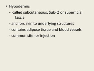 • Hypodermis
- called subcutaneous, Sub-Q or superficial
fascia
- anchors skin to underlying structures
- contains adipose tissue and blood vessels
- common site for injection
 