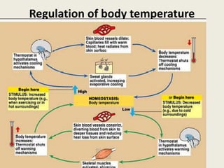 Regulation of body temperature
 