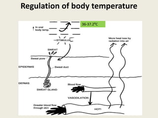 Regulation of body temperature
36-37.2⁰C
 