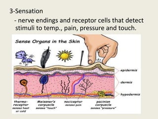 3-Sensation
- nerve endings and receptor cells that detect
stimuli to temp., pain, pressure and touch.
 