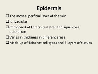 Epidermis
The most superficial layer of the skin
Is avascular
Composed of keratinized stratified squamous
epithelium
Varies in thickness in different areas
Made up of 4distinct cell types and 5 layers of tissues
 