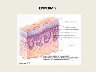 EPIDERMIS
 