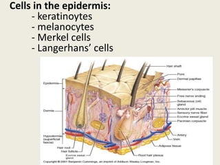 Cells in the epidermis:
- keratinoytes
- melanocytes
- Merkel cells
- Langerhans’ cells
 