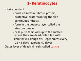 most abundant
- produce keratin (fibrous protein)
- protective; waterproofing the skin
- continuous mitosis
- form in the deepest layer called the
stratum basale
- cells push their way up to the surface
where they are dead cells filled with
keratin; will slough off. Regenerates every
25-45 days.(average 40 days)
Outer layer of dead skin cells called cuticle
1- Keratinocytes
 