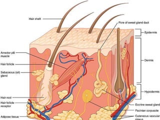 Disorders of Skin
 AlopeciaAreata
 Alopecia Totalis
 Vitiligo
 Psoriasis
 Hidradinitis suppurativa
 Naevi/moles
 On...