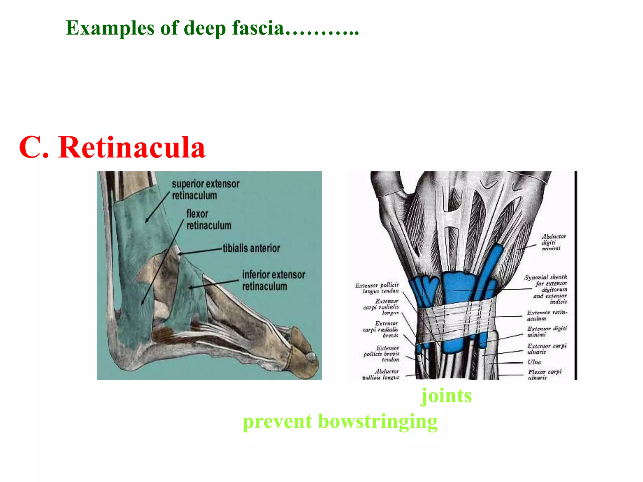 skin fascia.ppt
