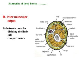 skin fascia.ppt