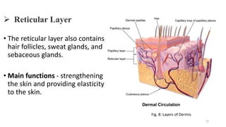 Skins Reticular Example SKIN Final.pptx