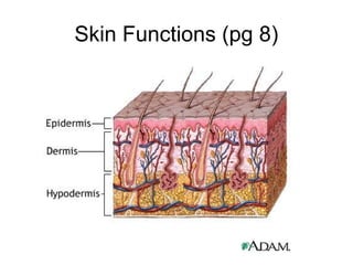 Skin Functions (pg 8)

 