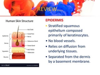 REVIEW….
EPIDERMIS
• Stratified squamous
epithelium composed
primarily of keratinocytes.
• No blood vessels.
• Relies on diffusion from
underlying tissues.
• Separated from the dermis
by a basement membrane.
 