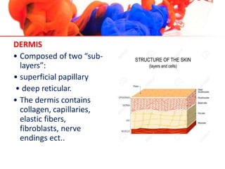 DERMIS
• Composed of two “sub-
layers”:
• superficial papillary
• deep reticular.
• The dermis contains
collagen, capillaries,
elastic fibers,
fibroblasts, nerve
endings ect..
 