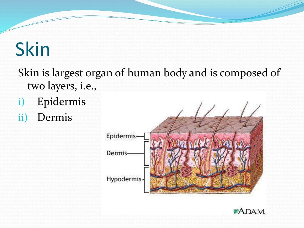 Skin grafts and skin flaps