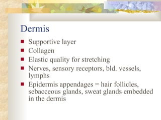 Dermis Supportive layer  Collagen Elastic quality for stretching Nerves, sensory receptors, bld. vessels, lymphs Epidermis appendages = hair follicles, sebacceous glands, sweat glands embedded in the dermis 