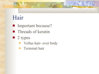 Hair Important because? Threads of keratin 2 types Vellus hair- over body Terminal hair 