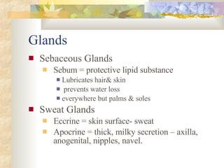 Glands Sebaceous Glands Sebum = protective lipid substance Lubricates hair& skin prevents water loss everywhere but palms & soles Sweat Glands Eccrine = skin surface- sweat Apocrine = thick, milky secretion – axilla, anogenital, nipples, navel.  