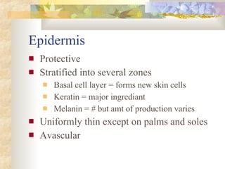 Epidermis Protective Stratified into several zones Basal cell layer = forms new skin cells Keratin = major ingrediant Melanin = # but amt of production varies Uniformly thin except on palms and soles Avascular 