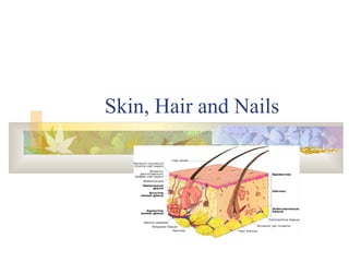 Skin, Hair and Nails 