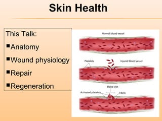 Skin Health
This Talk:
Anatomy
Wound physiology
Repair
Regeneration
 