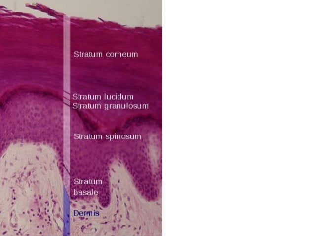 Skin histology