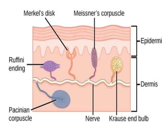 Merkels Disc Histology