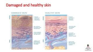 Skin Histology lecture and layers with their cells | PPTX