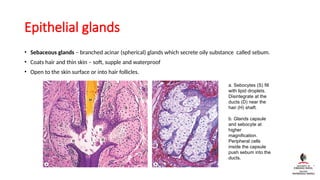 Skin Histology lecture and layers with their cells | PPTX