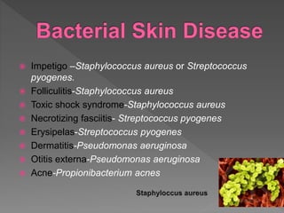  Impetigo –Staphylococcus aureus or Streptococcus
pyogenes.
 Folliculitis-Staphylococcus aureus
 Toxic shock syndrome-Staphylococcus aureus
 Necrotizing fasciitis- Streptococcus pyogenes
 Erysipelas-Streptococcus pyogenes
 Dermatitis-Pseudomonas aeruginosa
 Otitis externa-Pseudomonas aeruginosa
 Acne-Propionibacterium acnes
 