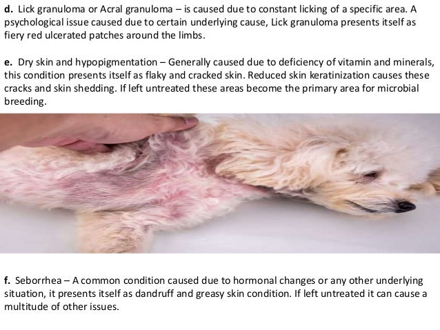 Image showcasing Skin Infection In Dogs – An Important Yet Neglected Condition | PPTX
