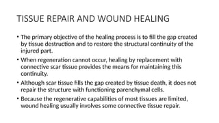 TISSUE REPAIR AND WOUND HEALING
• The primary objective of the healing process is to fill the gap created
by tissue destruction and to restore the structural continuity of the
injured part.
• When regeneration cannot occur, healing by replacement with
connective scar tissue provides the means for maintaining this
continuity.
• Although scar tissue fills the gap created by tissue death, it does not
repair the structure with functioning parenchymal cells.
• Because the regenerative capabilities of most tissues are limited,
wound healing usually involves some connective tissue repair.
 