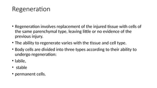 Regeneration
• Regeneration involves replacement of the injured tissue with cells of
the same parenchymal type, leaving little or no evidence of the
previous injury.
• The ability to regenerate varies with the tissue and cell type.
• Body cells are divided into three types according to their ability to
undergo regeneration:
• labile,
• stable
• permanent cells.
 