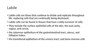 Labile
• Labile cells are those that continue to divide and replicate throughout
life, replacing cells that are continually being destroyed.
• Labile cells can be found in tissues that have a daily turnover of cells.
• They include the surface epithelial cells of the skin, the oral cavity,
vagina, and cervix;
• the columnar epithelium of the gastrointestinal tract, uterus, and
fallopian tubes;
• the transitional epithelium of the urinary tract; and bone marrow cells
 