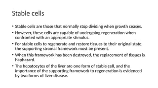 Stable cells
• Stable cells are those that normally stop dividing when growth ceases.
• However, these cells are capable of undergoing regeneration when
confronted with an appropriate stimulus.
• For stable cells to regenerate and restore tissues to their original state,
the supporting stromal framework must be present.
• When this framework has been destroyed, the replacement of tissues is
haphazard.
• The hepatocytes of the liver are one form of stable cell, and the
importance of the supporting framework to regeneration is evidenced
by two forms of liver disease.
 
