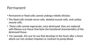 Permanent
• Permanent or fixed cells cannot undergo mitotic division.
• The fixed cells include nerve cells, skeletal muscle cells, and cardiac
muscle cells.
• These cells cannot regenerate; once destroyed, they are replaced
with fibrous scar tissue that lacks the functional characteristics of the
destroyed tissue.
• For example, the scar tis sue that develops in the heart after a heart
attack can not conduct impulses or contract to pump blood.
 