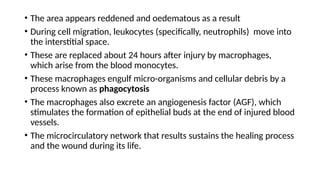 • The area appears reddened and oedematous as a result
• During cell migration, leukocytes (specifically, neutrophils) move into
the interstitial space.
• These are replaced about 24 hours after injury by macrophages,
which arise from the blood monocytes.
• These macrophages engulf micro-organisms and cellular debris by a
process known as phagocytosis
• The macrophages also excrete an angiogenesis factor (AGF), which
stimulates the formation of epithelial buds at the end of injured blood
vessels.
• The microcirculatory network that results sustains the healing process
and the wound during its life.
 
