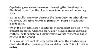 • Capillaries grow across the wound increasing the blood supply.
Fibroblast move from the bloodstream into the wound depositing
fibrin.
• As the capillary network develops the tissue becomes a translucent
red colour, this tissue known as granulation tissue is fragile and
bleeds easily.
• When the skin edges are not sutured, the area must be filled in with
granulation tissue. When the granulation tissue matures, marginal
epithelial cells migrate to it, proliferating over its connective tissue
base to fill the wound
• If the wound does not close by epithelializaion, the area becomes
covered with dried plasma proteins and dead cells. This is known as
eschar
 
