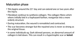 Maturation phase
• This begins around the 21st
day and can extend one or two years after
the injury.
• Fibroblast continue to synthesis collagen. The collagen fibres which
where initially laid in a haphazard fashion, reorganize into a more
orderly structure
• During maturation, the wound is remodeled and contracted.
• The scar becomes stronger but the repaired area is never as strong as
the original tissue.
• In some individuals eg. Dark skinned persons, an abnormal amount of
collagen is laid down. This can result in a hypertrophic scar or keloid
 