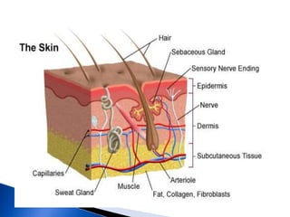 Skin integrity and wound care [autosaved] | PPTX