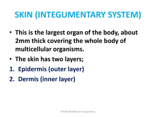 SKIN (INTEGUMENTARY SYSTEM)
• This is the largest organ of the body, about
2mm thick covering the whole body of
multicellular organisms.
• The skin has two layers;
1. Epidermis (outer layer)
2. Dermis (inner layer)
NTONI WILBER-skin and genetics
 