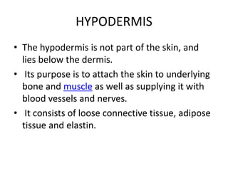 HYPODERMIS
• The hypodermis is not part of the skin, and
lies below the dermis.
• Its purpose is to attach the skin to underlying
bone and muscle as well as supplying it with
blood vessels and nerves.
• It consists of loose connective tissue, adipose
tissue and elastin.
 