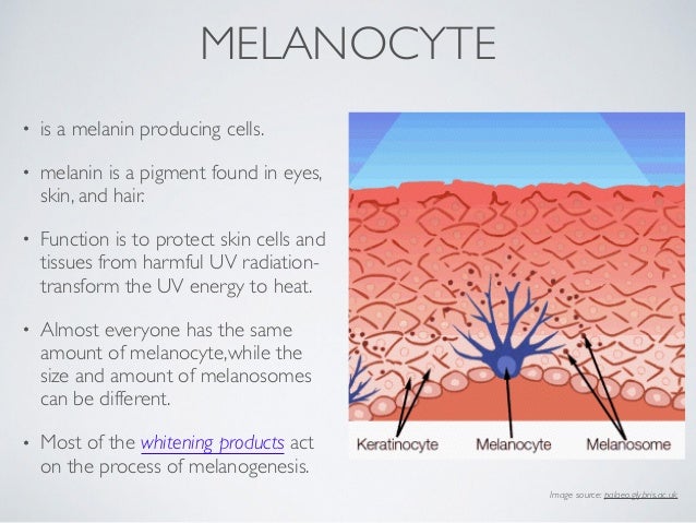 Skin introduction (Part 1- Epidermis)